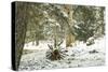 Winter Landscape in Bavaria - Snow-Petra Daisenberger-Stretched Canvas