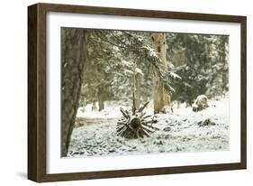 Winter Landscape in Bavaria - Snow-Petra Daisenberger-Framed Photographic Print