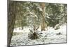 Winter Landscape in Bavaria - Snow-Petra Daisenberger-Mounted Photographic Print