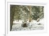 Winter Landscape in Bavaria - Snow-Petra Daisenberger-Framed Photographic Print