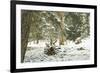 Winter Landscape in Bavaria - Snow-Petra Daisenberger-Framed Photographic Print