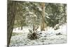 Winter Landscape in Bavaria - Snow-Petra Daisenberger-Mounted Photographic Print