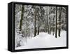 Winter Landscape, Near Koenigsfeld, Black Forest, Baden-Wutttemberg, Germany, Europe-Jochen Schlenker-Framed Stretched Canvas