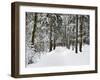 Winter Landscape, Near Koenigsfeld, Black Forest, Baden-Wutttemberg, Germany, Europe-Jochen Schlenker-Framed Photographic Print