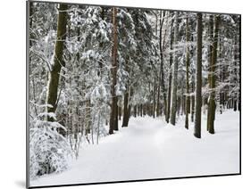 Winter Landscape, Near Koenigsfeld, Black Forest, Baden-Wutttemberg, Germany, Europe-Jochen Schlenker-Mounted Photographic Print