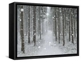 Winter Landscape, Near Villingen-Schwenningen, Black Forest, Baden-Wurttemberg, Germany, Europe-Jochen Schlenker-Framed Stretched Canvas