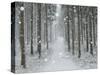 Winter Landscape, Near Villingen-Schwenningen, Black Forest, Baden-Wurttemberg, Germany, Europe-Jochen Schlenker-Stretched Canvas