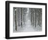 Winter Landscape, Near Villingen-Schwenningen, Black Forest, Baden-Wurttemberg, Germany, Europe-Jochen Schlenker-Framed Photographic Print