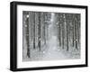 Winter Landscape, Near Villingen-Schwenningen, Black Forest, Baden-Wurttemberg, Germany, Europe-Jochen Schlenker-Framed Photographic Print