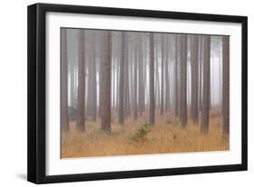 Winter Landscape Rural Scene with Woodland-David Baker-Framed Photographic Print