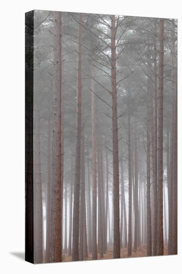 Winter Landscape Rural Scene with Woodland-David Baker-Stretched Canvas