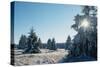 Winter Landscape Spruce Woodland in Snow-null-Stretched Canvas