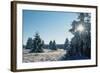 Winter Landscape Spruce Woodland in Snow-null-Framed Photographic Print