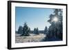 Winter Landscape Spruce Woodland in Snow-null-Framed Photographic Print