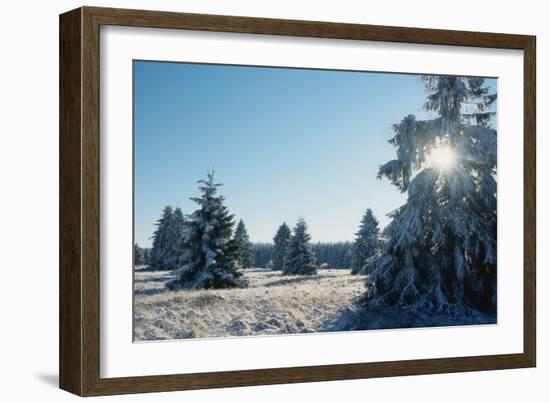 Winter Landscape Spruce Woodland in Snow-null-Framed Photographic Print