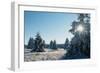 Winter Landscape Spruce Woodland in Snow-null-Framed Photographic Print