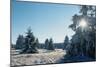 Winter Landscape Spruce Woodland in Snow-null-Mounted Photographic Print