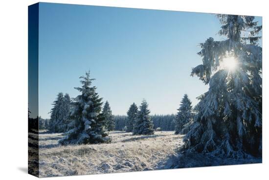 Stretched Canvas Print, , large