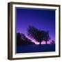 Winter-Landscape, Trees, Red-Beech, Fagus Sylvatica, Twilight-Herbert Kehrer-Framed Photographic Print