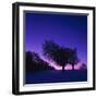 Winter-Landscape, Trees, Red-Beech, Fagus Sylvatica, Twilight-Herbert Kehrer-Framed Photographic Print