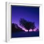 Winter-Landscape, Trees, Red-Beech, Fagus Sylvatica, Twilight-Herbert Kehrer-Framed Photographic Print