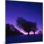 Winter-Landscape, Trees, Red-Beech, Fagus Sylvatica, Twilight-Herbert Kehrer-Mounted Photographic Print