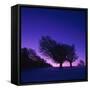 Winter-Landscape, Trees, Red-Beech, Fagus Sylvatica, Twilight-Herbert Kehrer-Framed Stretched Canvas