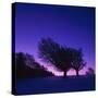 Winter-Landscape, Trees, Red-Beech, Fagus Sylvatica, Twilight-Herbert Kehrer-Stretched Canvas