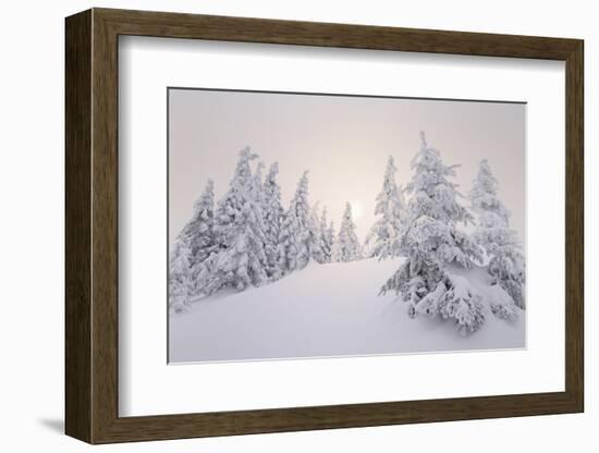 Winter Landscape, Trees, Snow-Covered Series, Nature, Vegetation-Roland T.-Framed Photographic Print