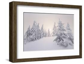 Winter Landscape, Trees, Snow-Covered Series, Nature, Vegetation-Roland T.-Framed Photographic Print