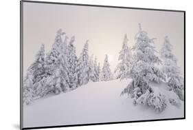 Winter Landscape, Trees, Snow-Covered Series, Nature, Vegetation-Roland T.-Mounted Photographic Print