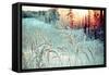 Winter Landscape.Winter Scene .Frozenned Flower-Fanfo-Framed Stretched Canvas