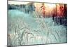 Winter Landscape.Winter Scene .Frozenned Flower-Fanfo-Mounted Photographic Print