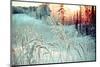 Winter Landscape.Winter Scene .Frozenned Flower-Fanfo-Mounted Photographic Print