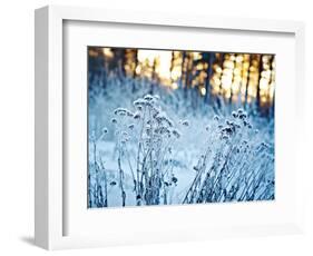 Winter Landscape.Winter Scene .Frozenned Flower-null-Framed Photographic Print
