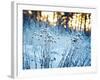 Winter Landscape.Winter Scene .Frozenned Flower-null-Framed Photographic Print