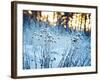 Winter Landscape.Winter Scene .Frozenned Flower-null-Framed Photographic Print