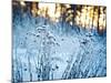 Winter Landscape.Winter Scene .Frozenned Flower-null-Mounted Photographic Print