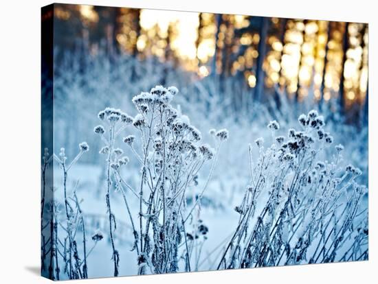 Winter Landscape.Winter Scene .Frozenned Flower-null-Stretched Canvas