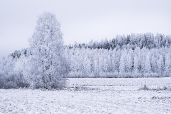 Photo, , large