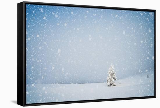 Winter Landscape with Snow-Covered Fir-Tree in a Lonely Mountain Valley. Christmas Theme with Snowf-Kotenko-Framed Stretched Canvas