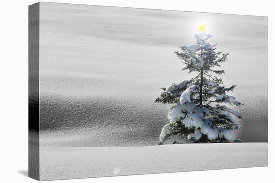 Winter Landscape with Spruce-Fir in Snow with Star on Tree-null-Stretched Canvas