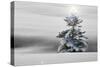 Winter Landscape with Spruce-Fir in Snow with Star on Tree-null-Stretched Canvas