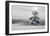 Winter Landscape with Spruce-Fir in Snow with Star on Tree-null-Framed Photographic Print