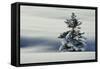 Winter Landscape with Spruce in Snow-null-Framed Stretched Canvas