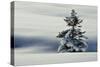 Winter Landscape with Spruce in Snow-null-Stretched Canvas