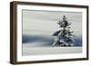 Winter Landscape with Spruce in Snow-null-Framed Photographic Print