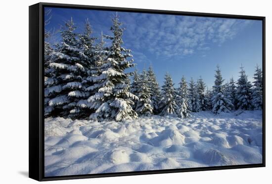Winter Landscape with Spruce Woodland and Snow-null-Framed Stretched Canvas