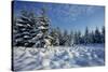 Winter Landscape with Spruce Woodland and Snow-null-Stretched Canvas