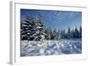 Winter Landscape with Spruce Woodland and Snow-null-Framed Photographic Print